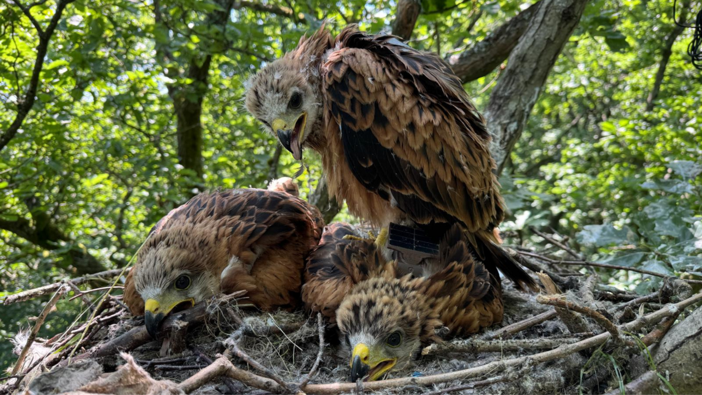 Maßnahmen Fortschritt
